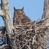 12SB5911 Great-horned Owl on Nest